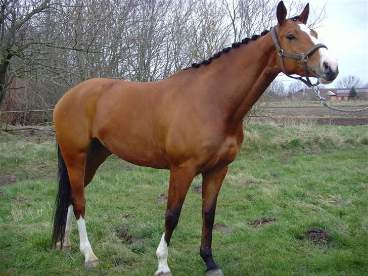 Trakehner Elexandra *SOLGT* billede 12