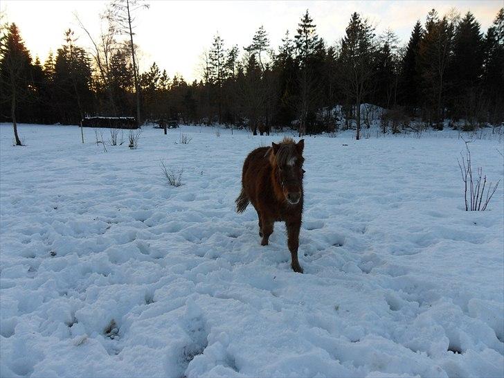 Anden særlig race Fiona - Fiona tøffer lige afsted :D billede 10