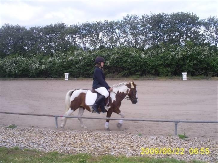 Anden særlig race BILLY BOY -  i nvr xD billede 2