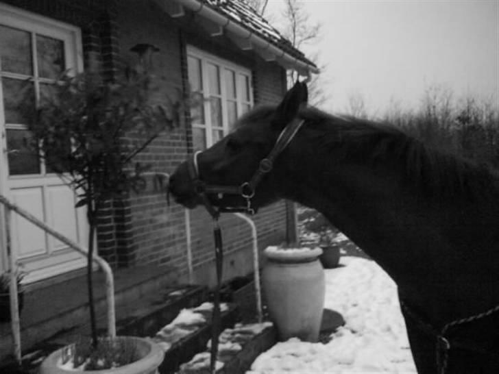 Anden særlig race Ahorns kira <3 *SOLGT* - en sne vejrs dag ;D hun er kær , hun spiser min mors trær ;D hehe god hest , ej ;D  billede 8