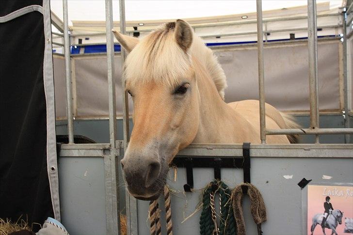 Fjordhest Laika Romeó(solgt) - DM 2010 billede 2