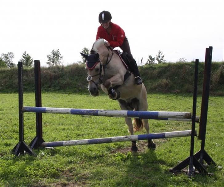 Fjordhest Laika Romeó(solgt) - til spring undervisning(: billede 3