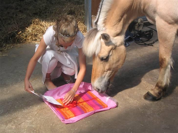 Fjordhest Laika Romeó(solgt) - fra konfirmation(: billede 4
