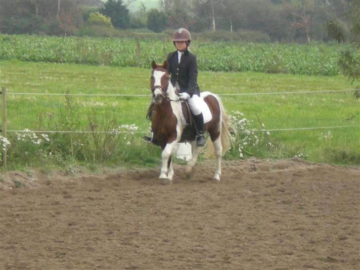 Anden særlig race BILLY BOY - haha her er billy bare en lille smule useriøs :)  billede 5