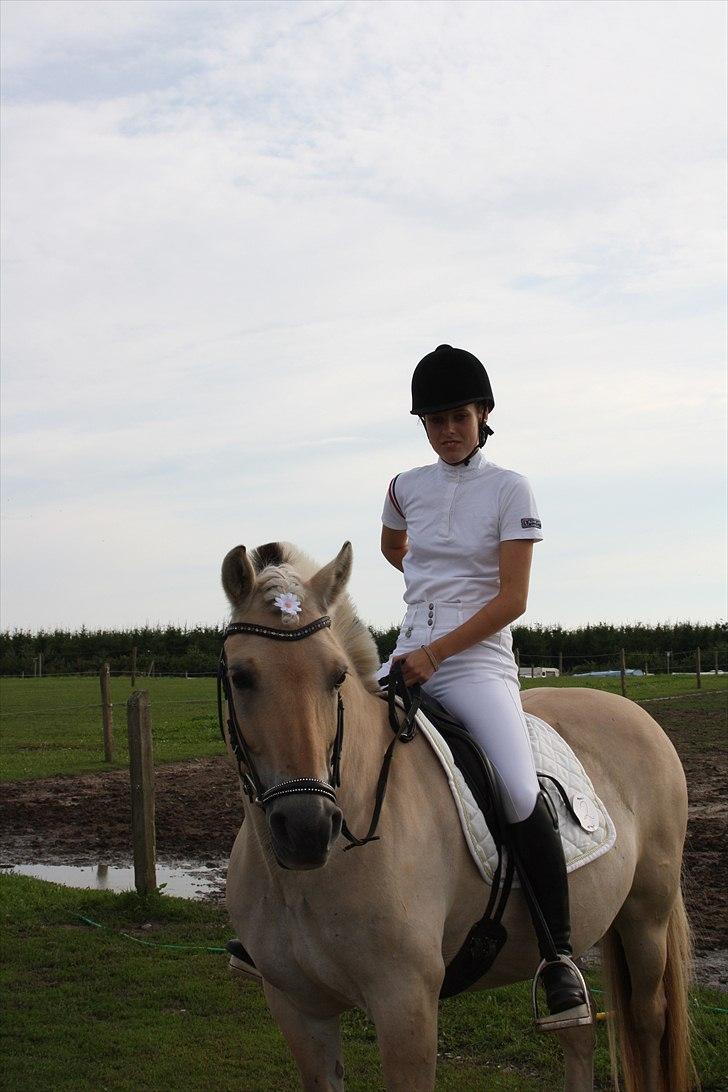 Fjordhest Laika Romeó(solgt) - DM 2010 billede 5