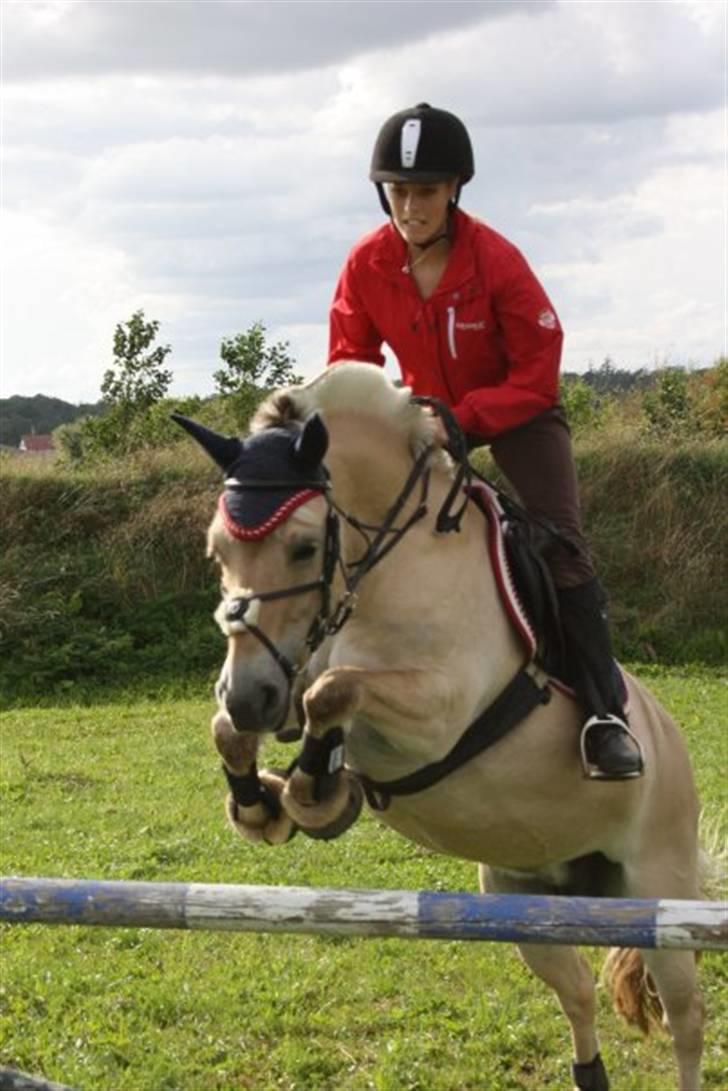Fjordhest Laika Romeó(solgt) - spring undervisning(: billede 6