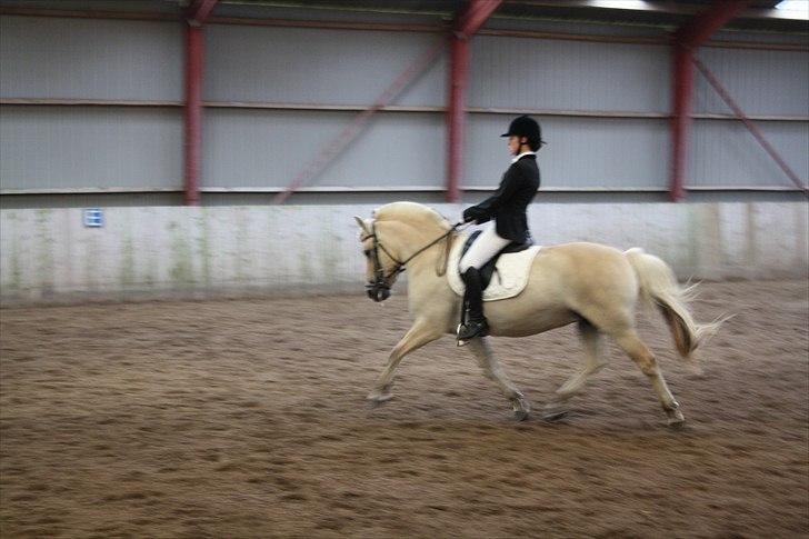 Fjordhest Laika Romeó(solgt) - DM 2010 billede 7