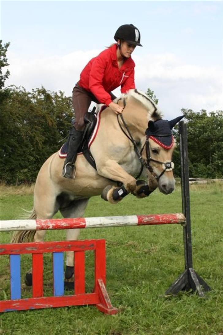 Fjordhest Laika Romeó(solgt) - spring undervisning(: billede 8