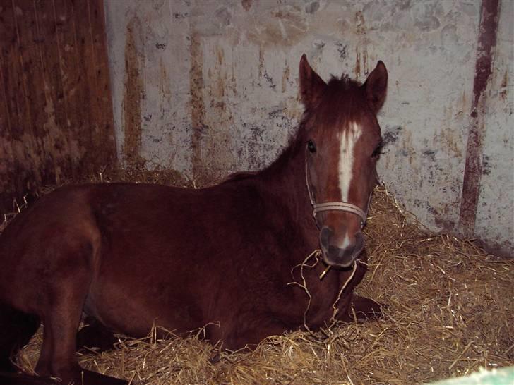 Anden særlig race Ahorns kira <3 *SOLGT* - <33 billede 11