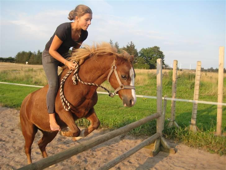 Welsh Mountain (sec A) Juni RIP - Juni&Jeg springer. Iih hun er dejlig! i: <3 billede 14