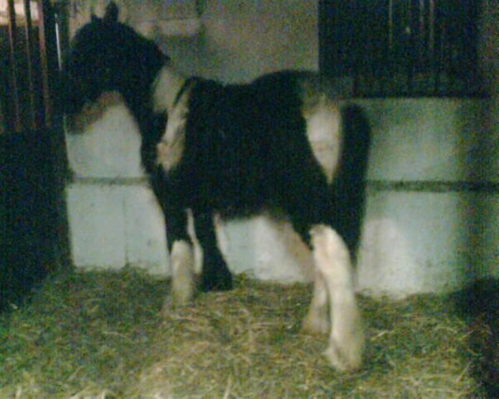 Tinker Thor solgt:-( - dag 1 hos mig han er lige kommet frem billede 1