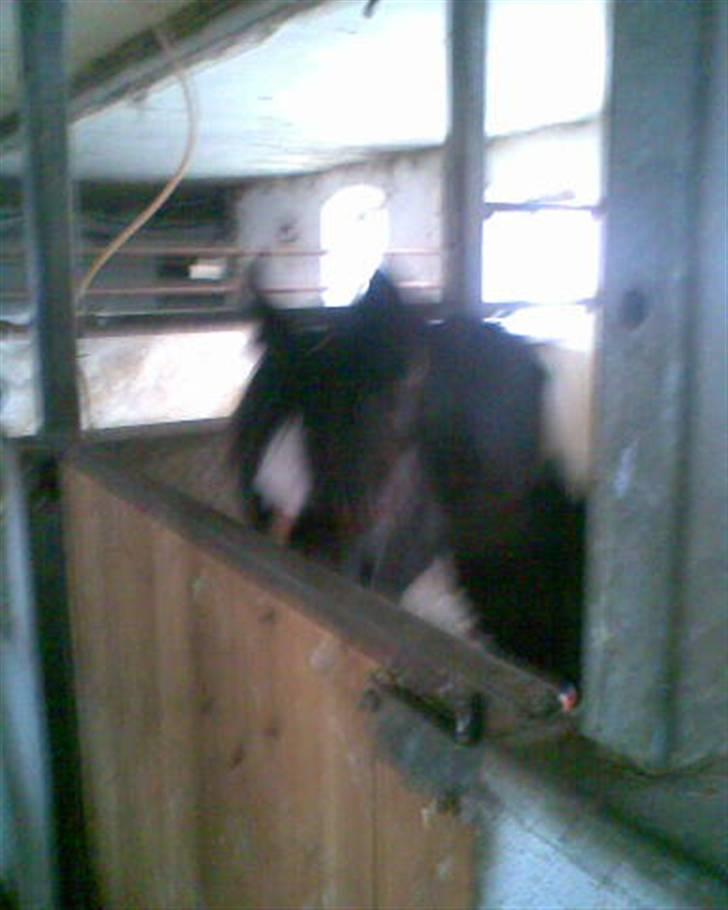 Tinker Thor solgt:-( - thor hos tidliger ejer, spiser billede 2