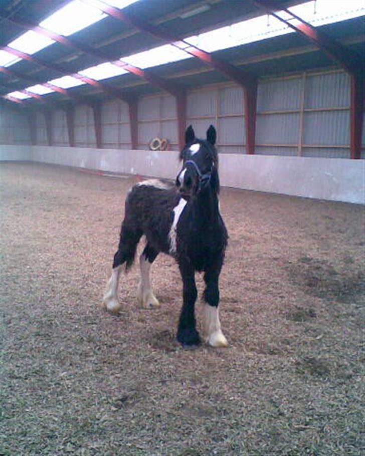 Tinker Thor solgt:-( - ja jeg kan godt stå og vise mig lidt frem billede 4