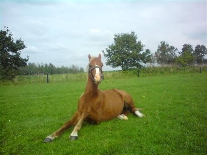 Welsh Pony (sec B) Bjerregårds Fighter(Solgt billede 1
