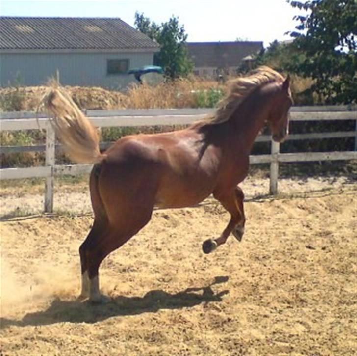 Welsh Pony (sec B) Bjerregårds Fighter(Solgt billede 4
