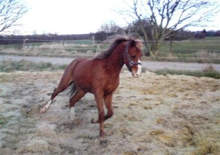 Welsh Pony (sec B) Bjerregårds Fighter(Solgt billede 6