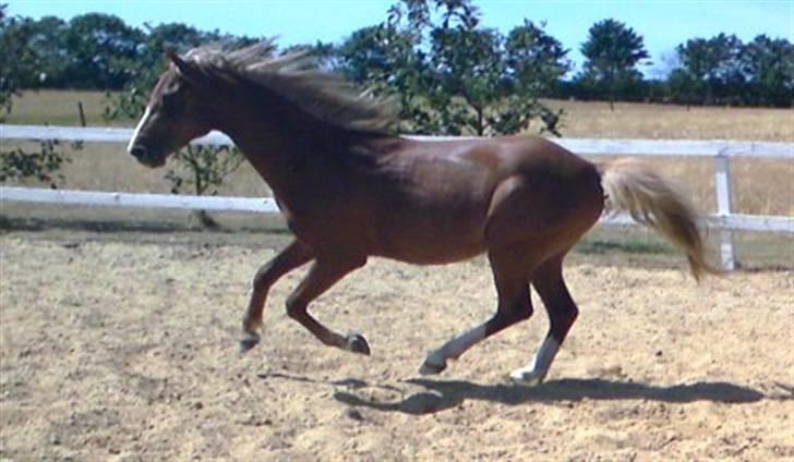 Welsh Pony (sec B) Bjerregårds Fighter(Solgt billede 7