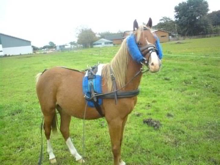 Welsh Pony (sec B) Bjerregårds Fighter(Solgt billede 8