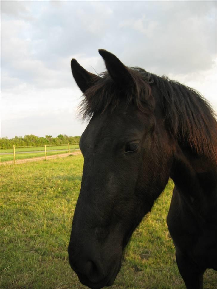 Frieser Yfke billede 1