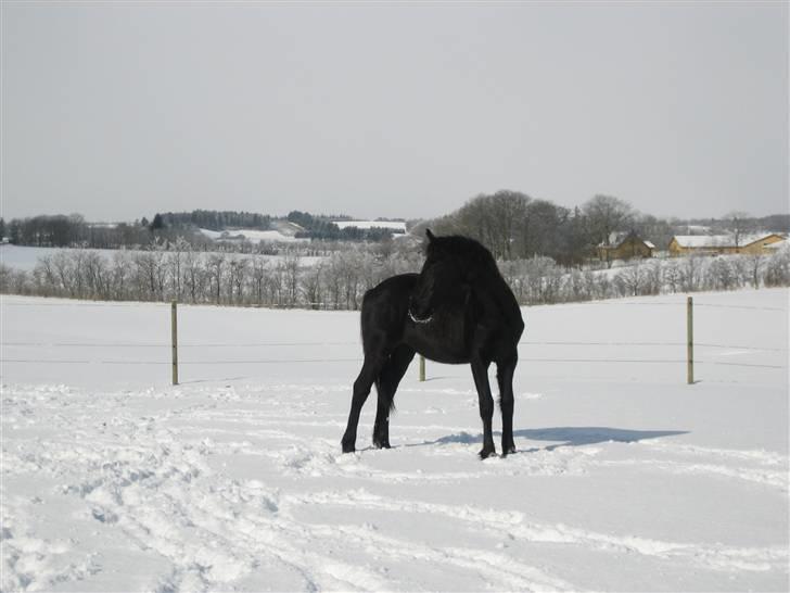 Frieser Yfke - Er der ingen der vil lege??? billede 3