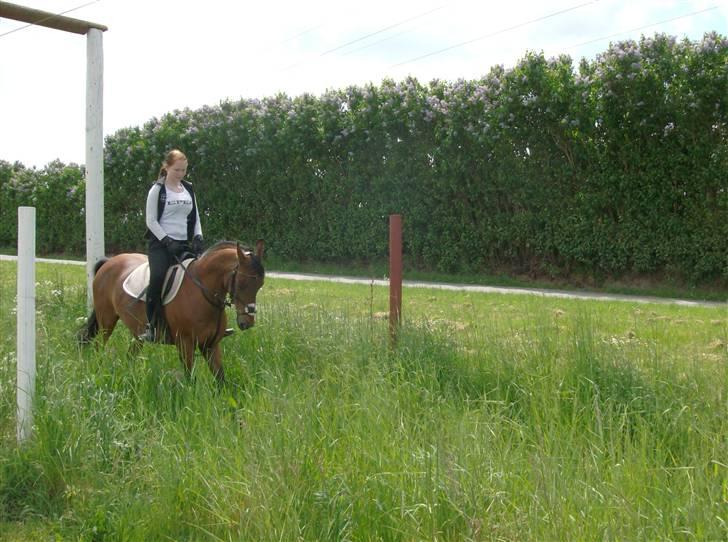 Anden særlig race Chiquitha R.I.P minskath† billede 18