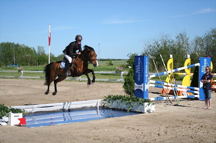 Anden særlig race Hvedesegaarden's Boogie - HIS landsstævne kval til NM 2010. Foto: Julia Ring Levy billede 12