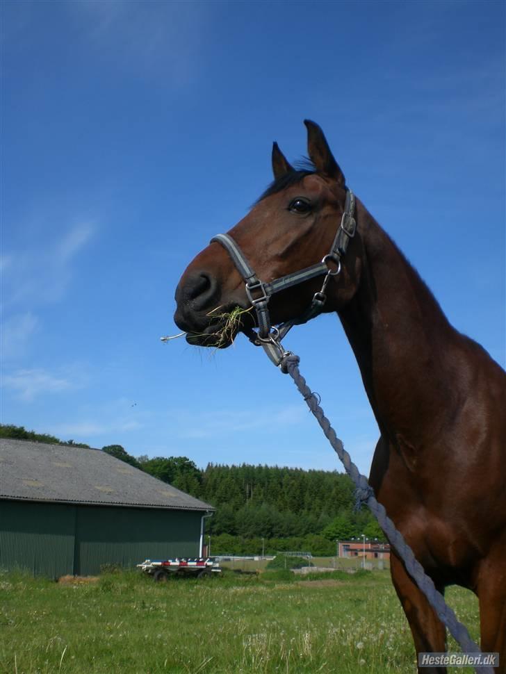 Anden særlig race Apollo  - Velkommen til Apollos profil (: kommenter gerne :p<3 billede 1
