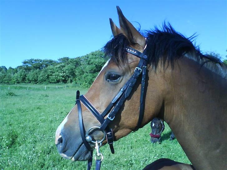 DSP Nørlunds Eliza (Solgt) - se mit flotte nye hovedtøj :) billede 8