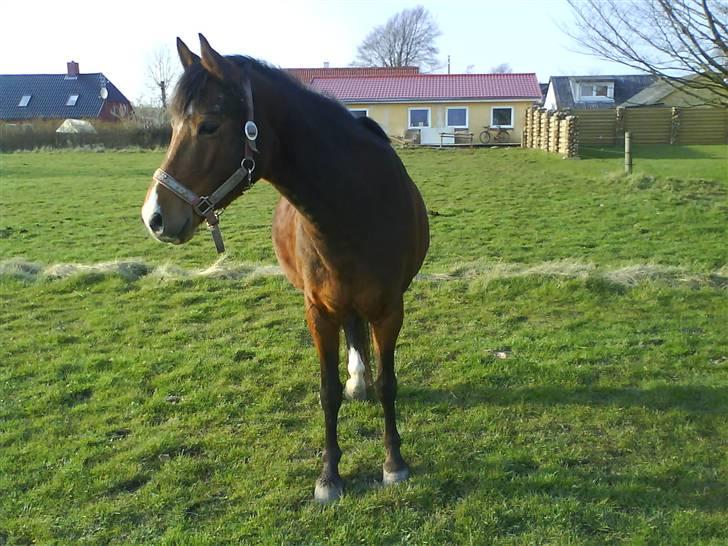 DSP Nørlunds Eliza (Solgt) - så tyk, hun er og det bliver kun værre :p billede 9