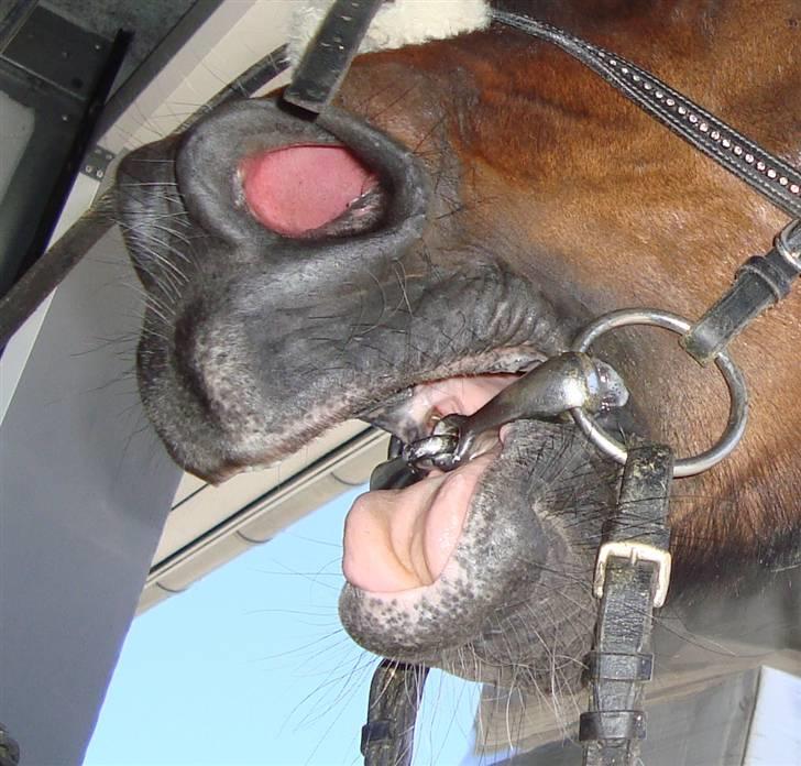 Anden særlig race Frede *soulmate* - jeg vil sådan savne  dig.<3 billede 8