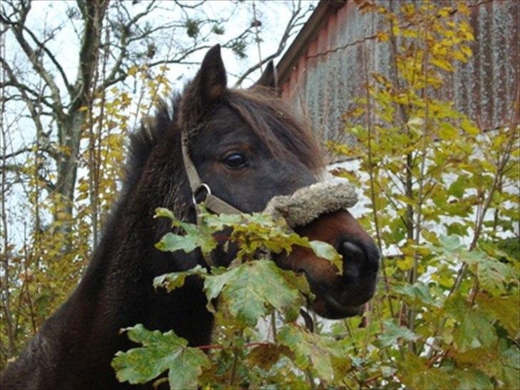 Anden særlig race Frede *soulmate* - os to. ingen kan stoppe denne følelse mellem os to. aldrig gi' slip på denne følelse mellem os to. ingen kan stoppe denne følelse mellem os to.<3 billede 9
