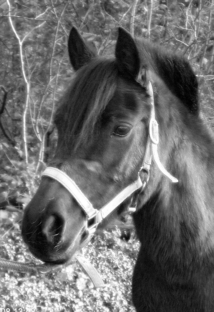 Anden særlig race Frede *soulmate* - du gav mig livsglæde. billede 10