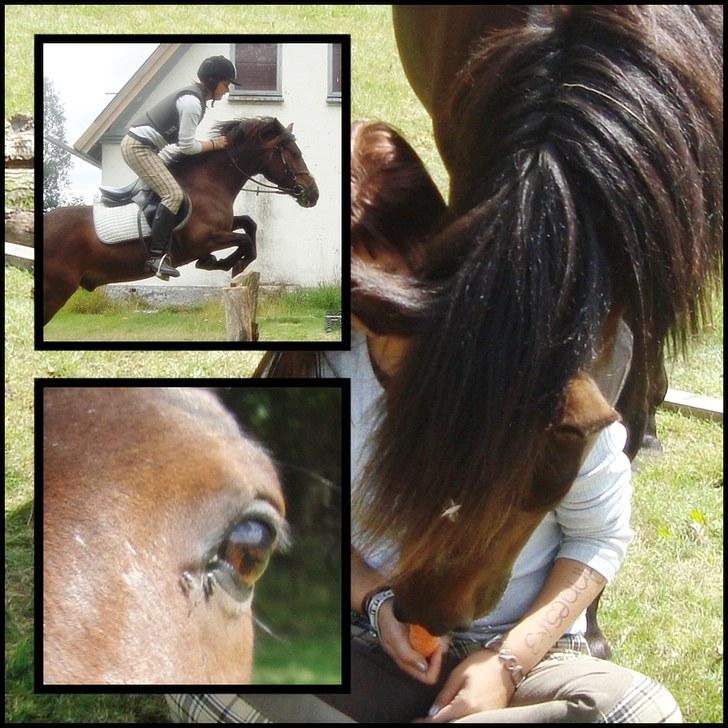 Anden særlig race Frede *soulmate* - du var det bedste jeg havde, jeg aner ikke hvordan jeg kommer igennem livet uden dig. billede 13