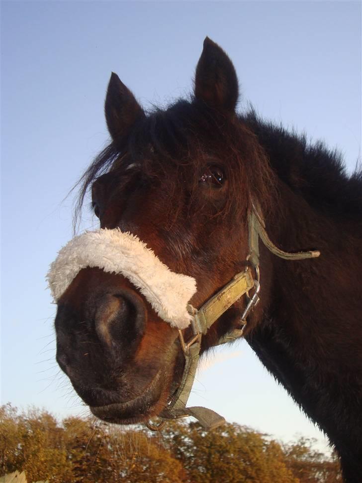 Anden særlig race Frede *soulmate* - du er det smukkeste jeg har i mit liv. billede 14