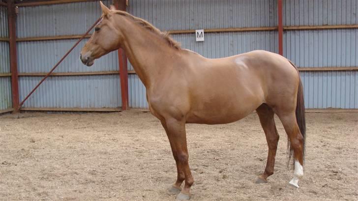 Dansk Varmblod Andina Solvang *SOLGT* - Lille Andina i 10. måned! er ik nemt at se at hun snart skal fole, men det varer altså ikke så længe nu!:) Taget d.13/4-2008 billede 5