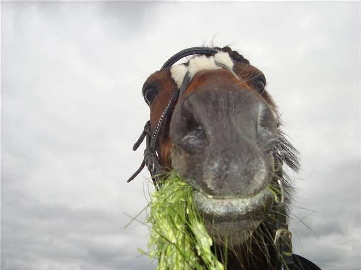 Anden særlig race Frede *soulmate* - uanset hvad så var du lækker. billede 15