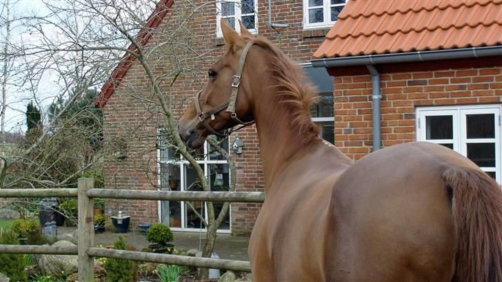 Dansk Varmblod Andina Solvang *SOLGT* - Står lige og kigger efter de 2 shetlændere Prins og Prinsesse:) billede 6