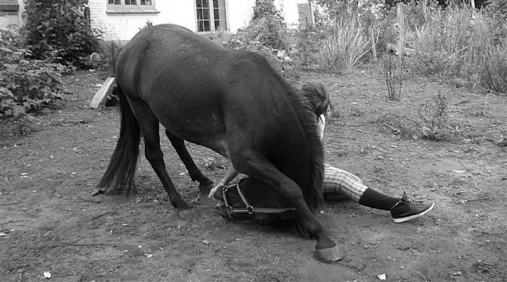 Anden særlig race Frede *soulmate* - fordi du altid stolede på mig billede 16