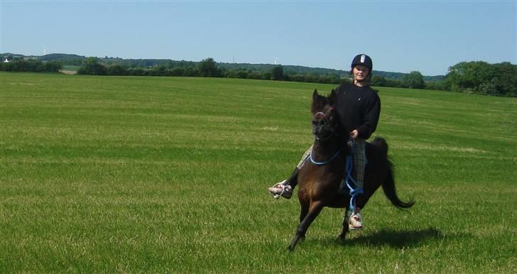 Anden særlig race Frede *soulmate* - fordi vi kunne være useriøse på en seriøs måde billede 17