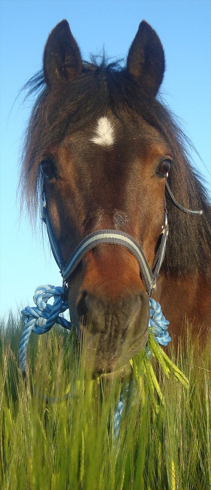 Anden særlig race Frede *soulmate* - fordi det altid vil være kærlighed fra begge hjerter billede 18