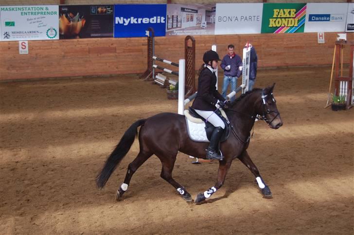 DSP Pretty Madonna - C-stævne i Ikast, smukke pony billede 14