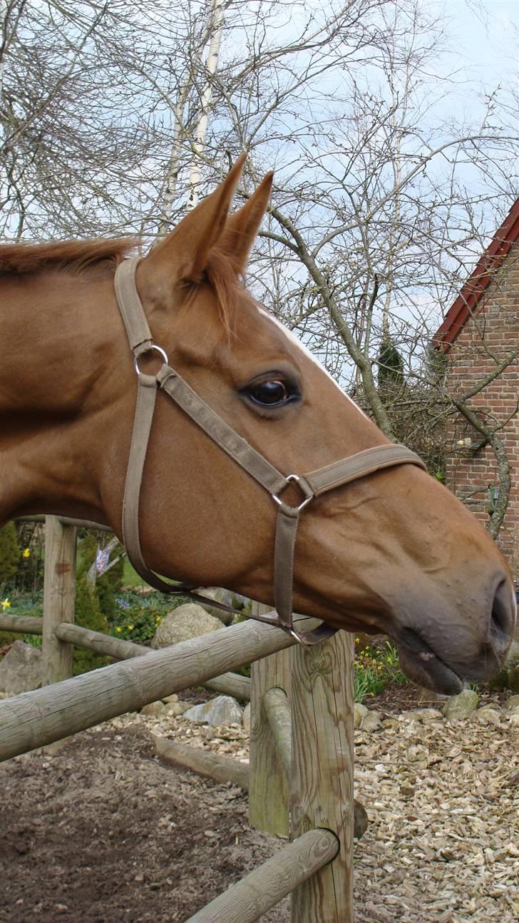 Dansk Varmblod Andina Solvang *SOLGT* - Så FIN hun er:) billede 7