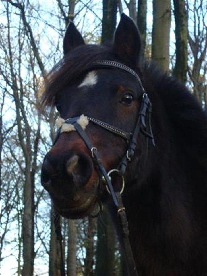 Anden særlig race Frede *soulmate* - du er ikke en highclass  pony i andres øjne. men i mine er du mere end det. du er mit liv. billede 20