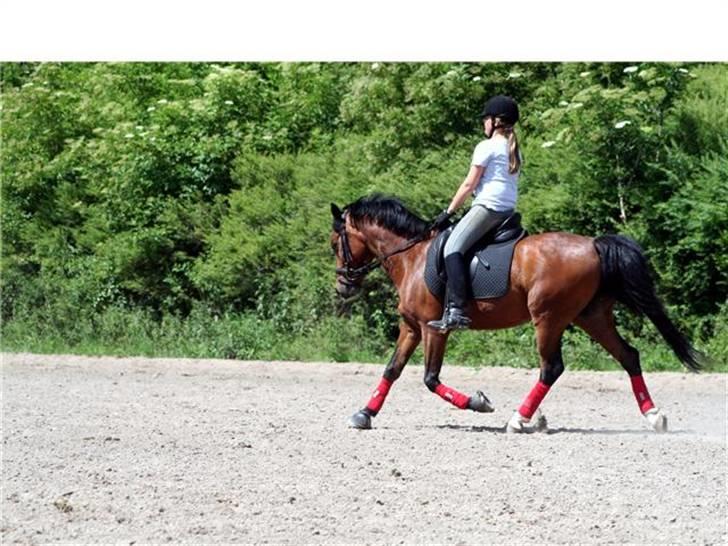 Welsh Pony af Cob-type (sec C) Bysteds Kassio *Solgt!*  - Fordi du er dressur pony!<3<3  charlotte billede 18