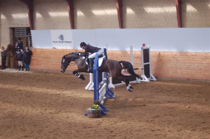 DSP Pretty Madonna - C-stævne i Ikast billede 17