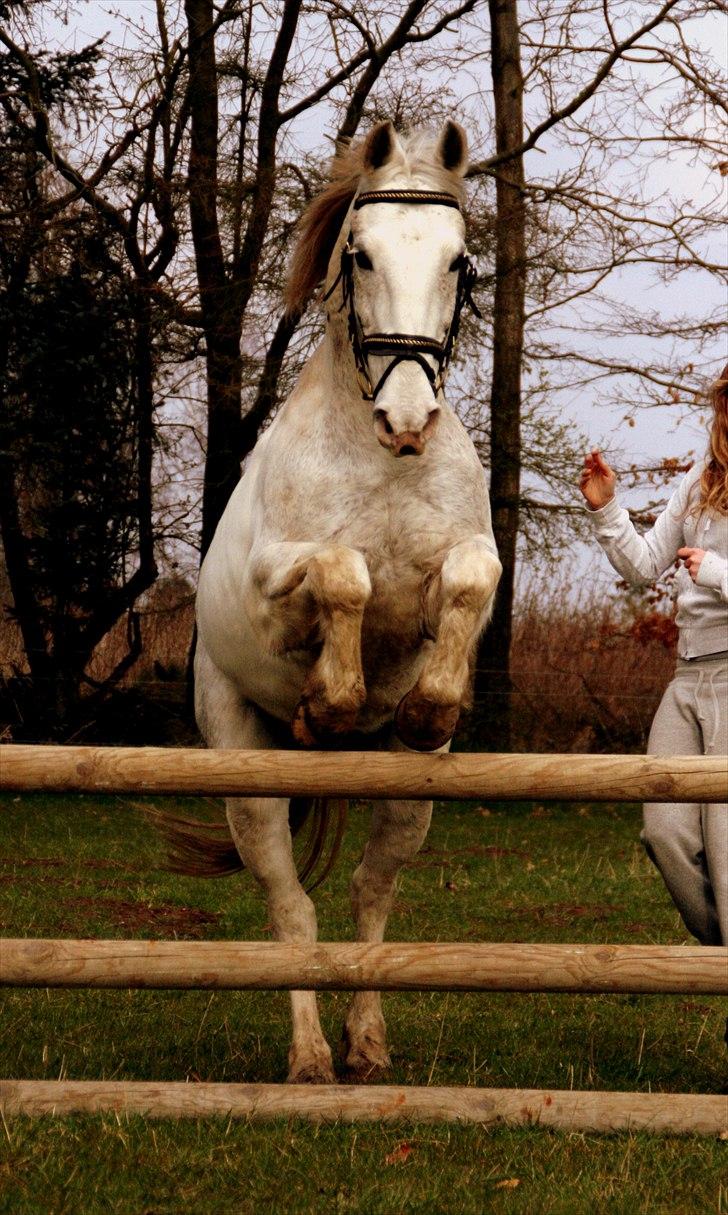 Irsk Sportspony - Charmeur - WEHOE! april 2008 billede 15