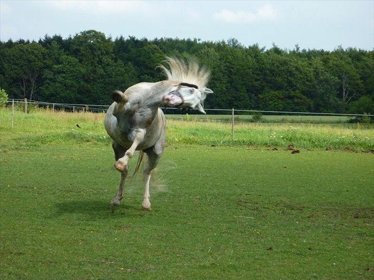 Irsk Sportspony - Charmeur - Skøre pony! Charmeur som vi bedst kender ham (;  billede 16