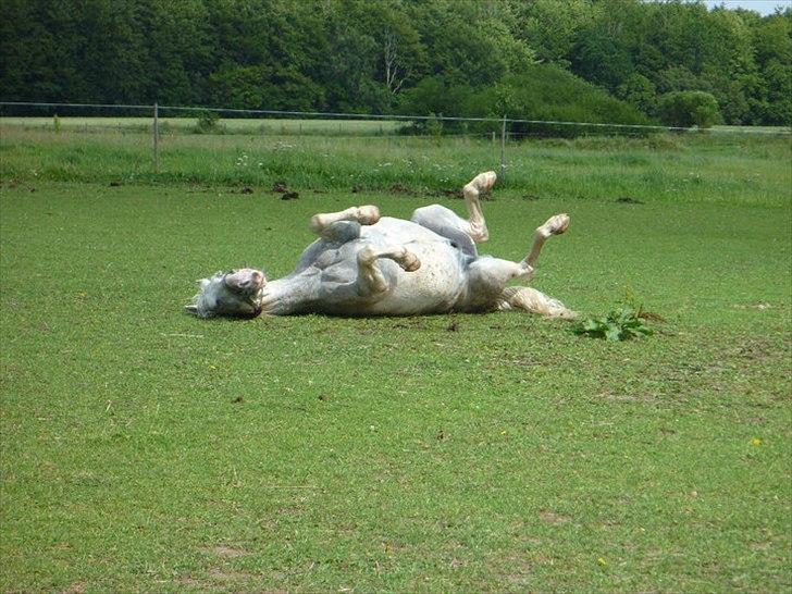 Irsk Sportspony - Charmeur billede 17