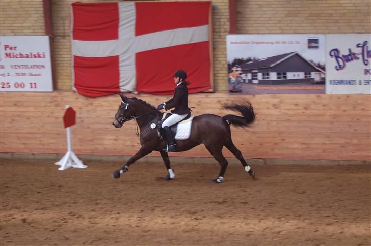 DSP Pretty Madonna - C-stævne i Ikast billede 18