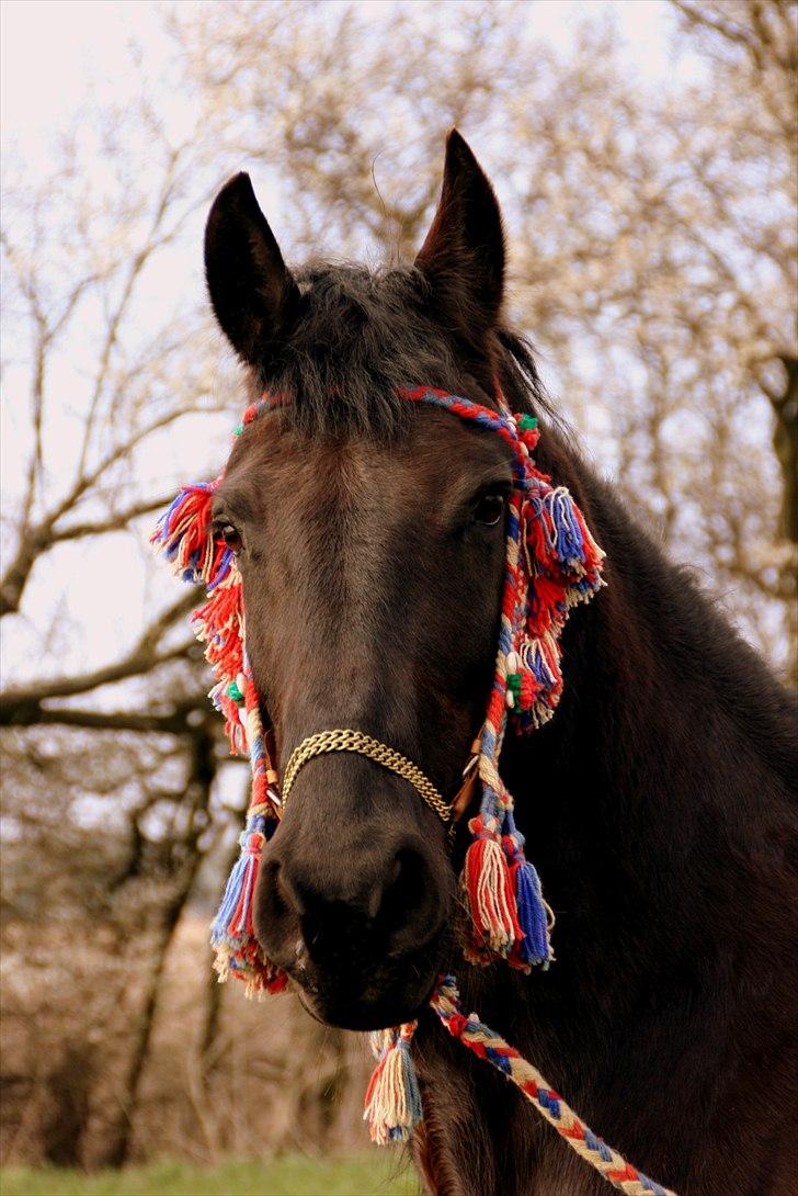 Frieser - Laika  - april 2008 billede 11